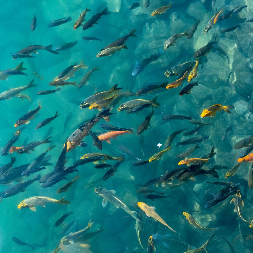 Sustainable fishing practices